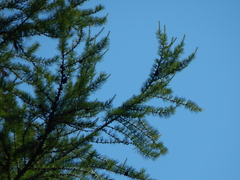 Larix occidentalis, photograph author not stated, no rights reserved