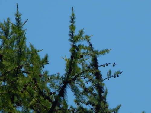 Larix occidentalis, photograph 1