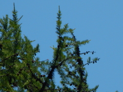Larix occidentalis, photograph author not stated, no rights reserved