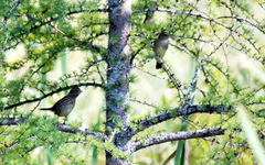 Empidonax flaviventris