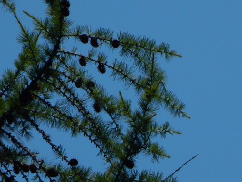 Larix occidentalis