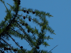 Larix occidentalis