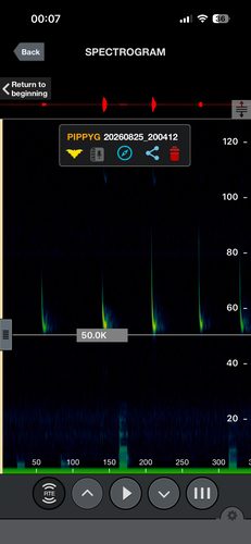 Soprano Pipistrelle