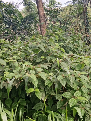 Miconia crenata observed 2026-08-20