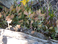Erythranthe tilingii