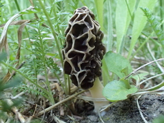 Morchella prava
