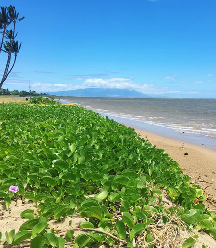 Ipomoea pes-caprae observed 2017-08-25