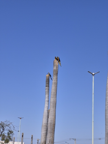 Blue-and-yellow Macaw