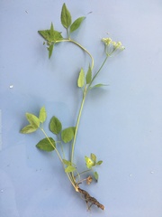 Thaspium trifoliatum flavum