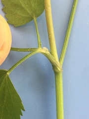 Thaspium trifoliatum flavum