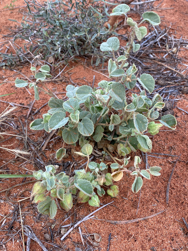 Hemp Mallow
