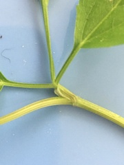 Thaspium trifoliatum flavum