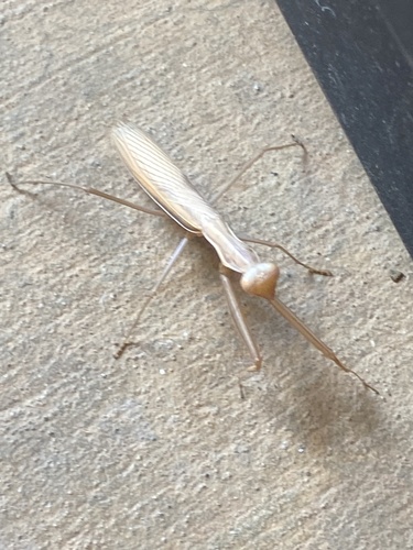 European Mantis