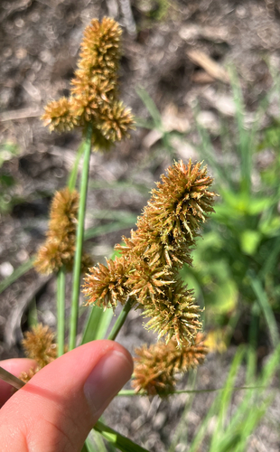 Cyperus ligularis