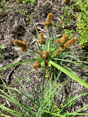 Cyperus ligularis, photograph author not stated, no rights reserved