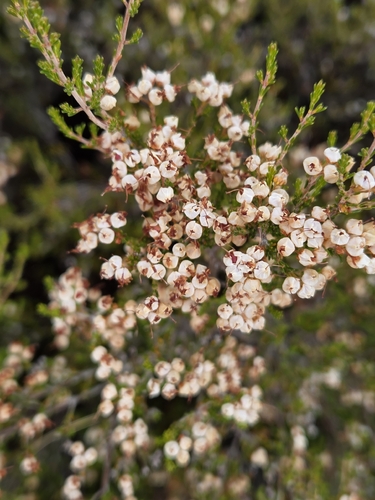 Erica umbellata, photograph 2