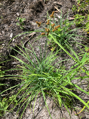 Cyperus ligularis, photograph author not stated, no rights reserved
