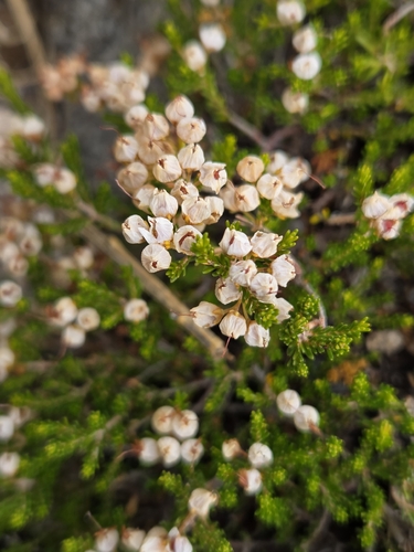 Erica umbellata, photograph 3