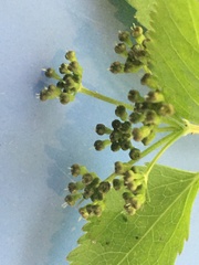 Thaspium trifoliatum flavum