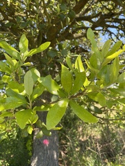 Quercus virginiana