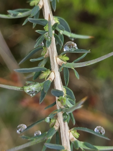 Genista anglica, photograph 2