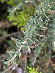 Genista anglica, photograph (c) David Pereira, some rights reserved (CC BY)