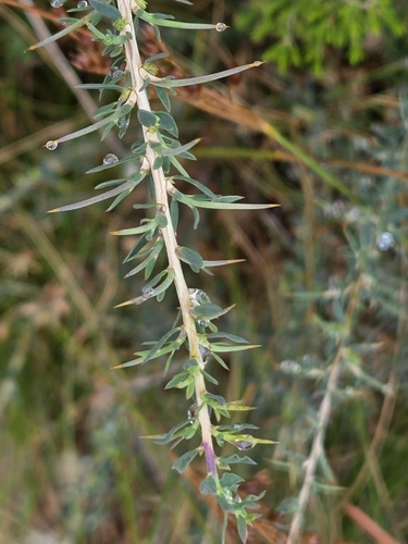 Genista anglica, photograph 4