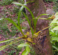 Maxillaria egertoniana