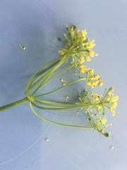 Thaspium trifoliatum flavum
