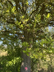 Quercus virginiana