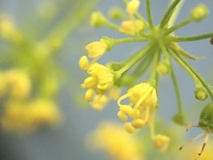 Thaspium trifoliatum flavum