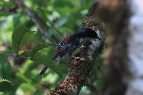 Rufous-backed Sibia (Leioptila annectens), photo 9