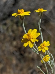 Eriophyllinae