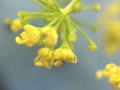 Thaspium trifoliatum flavum