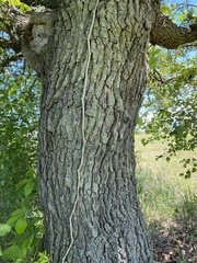 Quercus virginiana