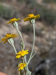 Eriophyllinae