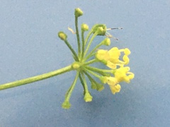 Thaspium trifoliatum flavum