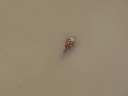 Triops longicaudatus observed 2026-08-25