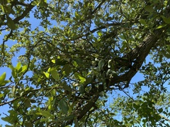 Quercus virginiana