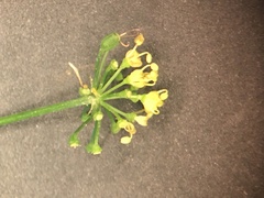Thaspium trifoliatum flavum