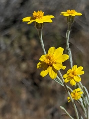 Eriophyllinae