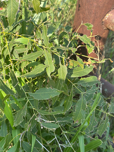 Western Soapberry