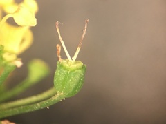 Thaspium trifoliatum flavum