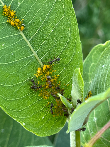 Oleander Aphid