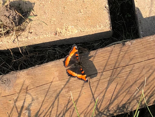 Milbert's Tortoiseshell