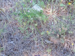 Polygala monspeliaca