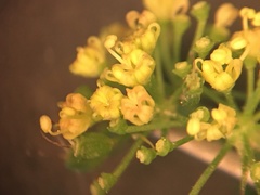 Thaspium trifoliatum flavum