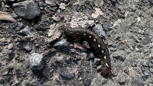 Bedstraw Hawkmoth