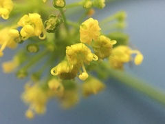 Thaspium trifoliatum flavum
