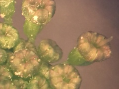 Thaspium trifoliatum flavum